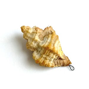 May include: A small, tan and cream-colored spiral seashell pendant featuring a textured, ridged surface with a natural, weathered appearance. A thin, silver-toned metal wire loop is attached to the pointed end for hanging or jewelry use.