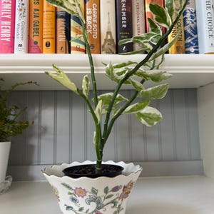 May include: A variegated devil's backbone plant with green and white leaves in a black plastic nursery pot, which is placed inside a white ceramic planter featuring a scalloped rim, gold trim, and a colorful floral pattern with pink and blue flowers.