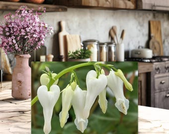 White Bleeding Heart Flower Real Photo Glass Cutting Board | Botanical Kitchen Decor