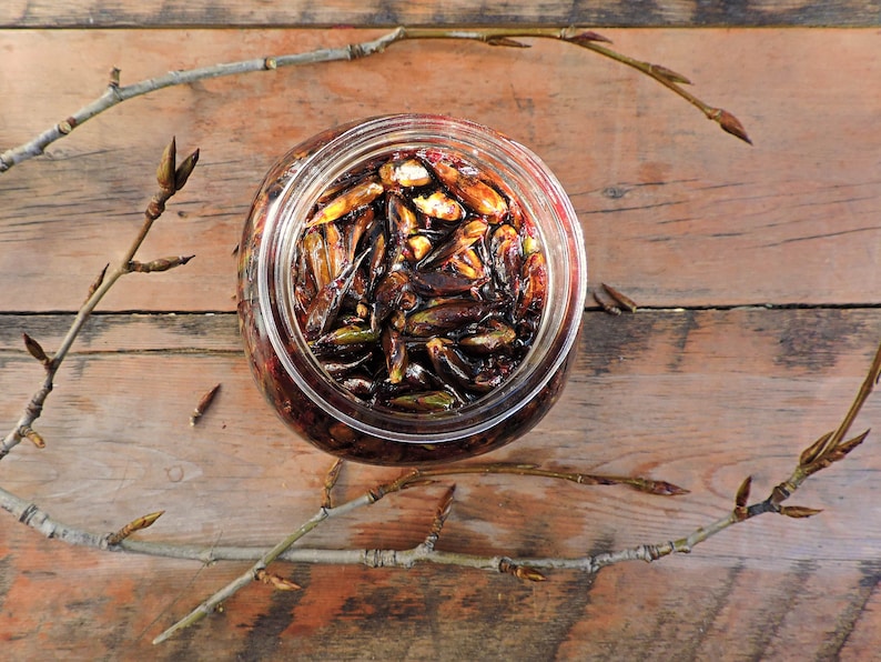 Cottonwood Bud Salve Pain Relief Salve Balm of Gilead Cottonwood Rub