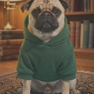 Puede incluir: Un pug de color cervato con hocico negro y frente arrugada que lleva una sudadera con capucha de color verde oscuro sólido. El perro está sentado en una posición orientada hacia adelante, mostrando claramente las mangas largas y los puños.