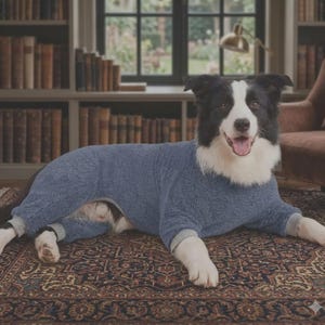 May include: A black and white Border Collie dog wearing a long-sleeved, blue, textured fleece bodysuit with grey cuffs. The dog is lying down on a patterned rug, displaying a white chest, white paws, and a blue garment covering its torso and legs.