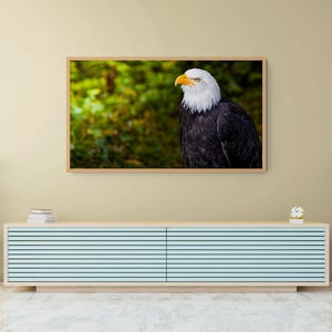Puede incluir: Un cuadro rectangular que muestra un águila calva con cabeza blanca y cuerpo marrón oscuro, sobre un fondo de bosque verde desenfocado. La impresión está enmarcada en madera de color claro y montada sobre una pared de color beige.
