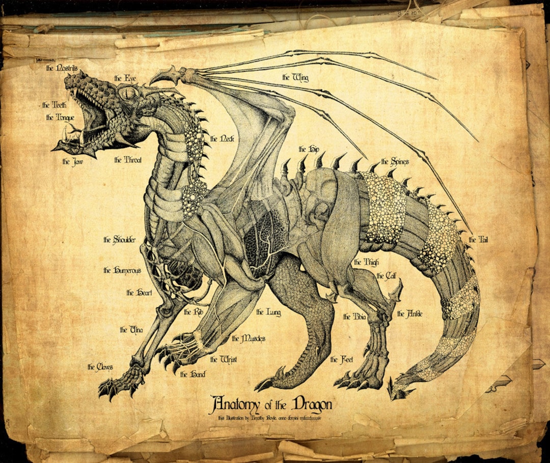 Dragon Anatomy 24x36 Canvas Print Etsy