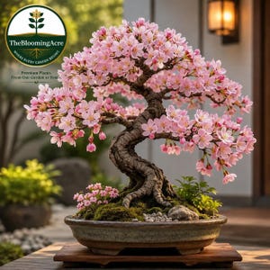 Puede incluir: Un bonsái con un tronco y ramas gruesos, texturizados y de color marrón oscuro, cubiertos de numerosas flores de cerezo de color rosa claro. El árbol está plantado en una maceta de cerámica gris moteada, redonda y poco profunda, con musgo y piedras.