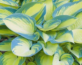 Hosta 'June' Plantain Lily | Hardy Herbaceous Perennial Flowering Plant | 20–30 cm Including Pot