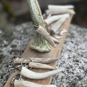 May include: A collection of keychains featuring natural, light-colored deer antler tips attached to silver-toned metal split rings. The antler pieces exhibit varied textures and shades of beige, tan, and off-white, showcasing organic shapes.