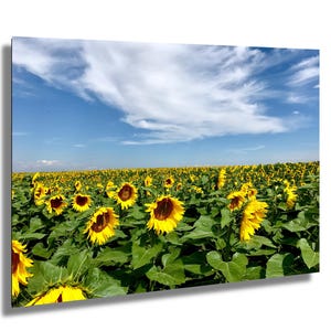 Sunflower Field in Colorado – Fine Art Landscape Photography Print