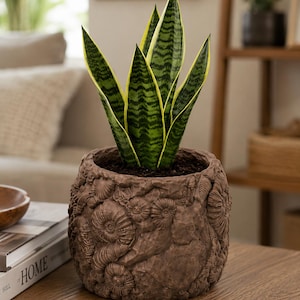 May include: A snake plant with dark green, light green, and yellow-edged leaves potted in a brown, cylindrical planter. The exterior of the planter features a textured, relief-style design of various fossilized ammonite shells and rock formations.