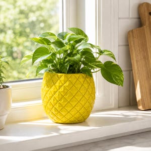 May include: A bright yellow ceramic planter with a textured, diamond-shaped pineapple pattern. The round pot contains a lush, green pothos plant with heart-shaped leaves. The planter sits on a white surface near a window, catching natural light.