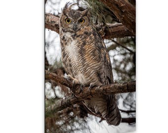 Horned Owl Photography Print: Wildlife Bird of Prey Nature Decor