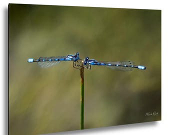 Blue Damselfly Pair Macro Photography Print – Wetland Insect Nature Wall Art