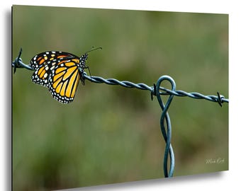 Monarch Butterfly Print on Barbed Wire – New Mexico Nature Photography Wall Art