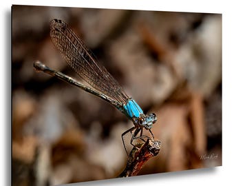Blue Damselfly Macro Photography Print, Insect Close Up Nature Wall Art