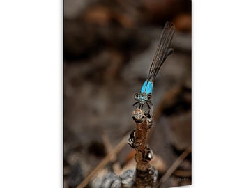 Damselfly Macro Photography Blue Damselfly Insect Print Dragonfly Relative Nature Wall Art Wildlife Photo