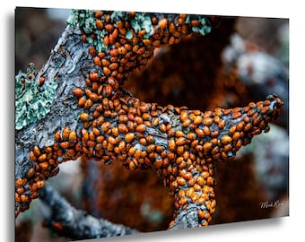 Ladybug Swarm Macro Photography Print – New Mexico Wildlife Nature Wall Art