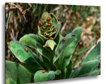 Ladybug Colony Macro Print, Capulin Volcano Nature Wall Art, Insect Photo
