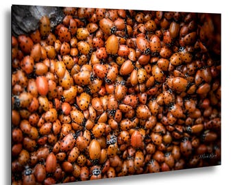 Ladybug Swarm Macro Print, Capulin Volcano National Monument Insect Wall Art