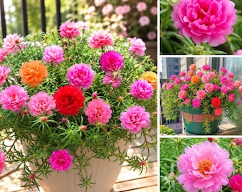 203Pcs Moss Rose Purslane Flower Seeds Bright Mixed Colors Easy Garden Blooms Full Sun Heat Tolerant