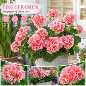 May include: A potted pink geranium plant with clusters of ruffled, salmon-pink flowers and green leaves. The image includes text reading PINK GERANIUM, Long Blooming, Easy to Grow, and icons indicating suitability for pots and sunlight.