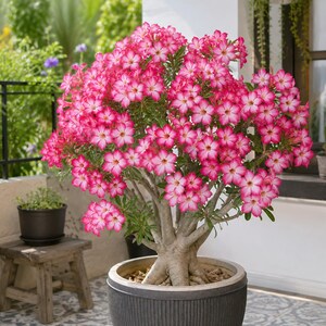 May include: A desert rose plant with a thick, light gray, bulbous trunk and numerous branches. The plant is covered in vibrant pink and white trumpet-shaped flowers and small green leaves, potted in a dark gray, vertically ribbed cylindrical container.
