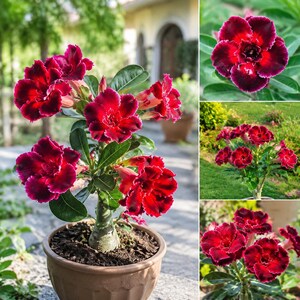 May include: A potted Adenium obesum plant featuring multiple deep red, ruffled flowers with dark burgundy centers and lighter pinkish-white edges. The plant has a thick, succulent stem and glossy green leaves, displayed in a round brown pot.