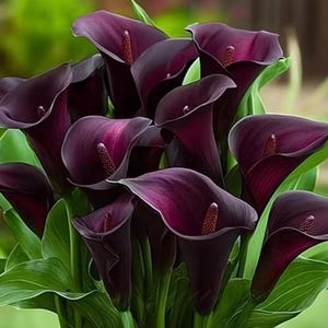 Bulbos de cala negra – Bulbos de flores de verano de color púrpura oscuro para jardín y macetas (3 bulbos)