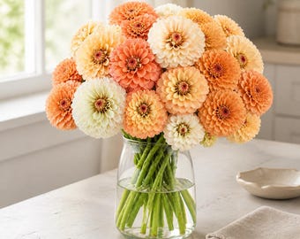Pfirsiche und Sahne Zinnia Samen, 100 Großpackung Lachsweiß Schnittblumensamen, Heirloom Cottage Garden Floral Mix