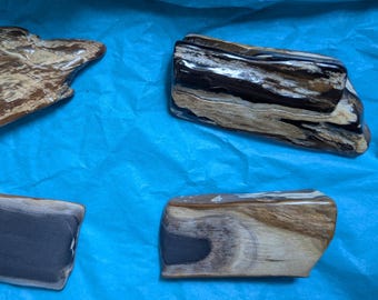 Tumbled Petrified Wood