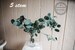 Preserved Silver Dollar Eucalyptus Bunch By Stem (5 or 10 stem) Natural and Tinted 