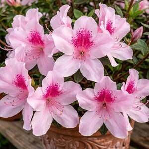 Ljusrosa Azalea 100 frön Prickig magenta mittblommande buske krukväxt trädgårdsväxt