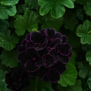 May include: A cluster of deep dark purple, almost black, geranium flowers with rounded petals and thin magenta edges. The flower head is surrounded by vibrant green, lobed leaves that have a textured appearance and visible water droplets.