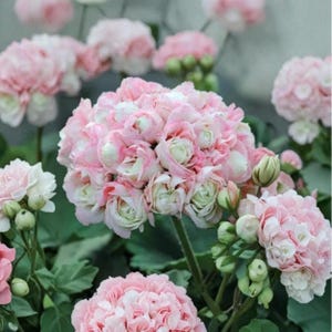 Appleblossom Geranium (Pelargonium) 100 Seeds