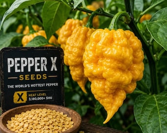 50 semillas de pimiento X / El chile más picante del mundo / Jardín de cultivo de variedades tradicionales