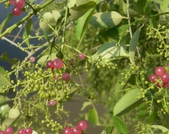 25 Seeds – Salvadora persica (Toothbrush Tree) – Rare Evergreen Shrub / Small Tree