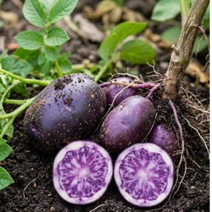 Op de afbeelding: Verschillende paarse aardappelen met een donkere schil en levendig paars en wit gemarmerd vruchtvlees, deels heel en deels doormidden gesneden, liggend in donkere aarde met zichtbare groene plantenstengels en wortels van de oogst.