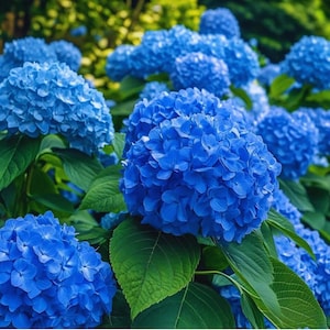 以下が含まれることがあります： 鮮やかな青いアジサイの花の房で、小さな4枚の花びらを持つ花が密集して丸い頭状花序を形成しています。花は大きなギザギザした深緑色の葉に囲まれており、明るい青色の花びらと豊かなコントラストを生み出しています。