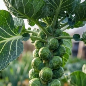 May include: A Brussels sprout plant featuring a thick central stalk densely packed with numerous small, round, green, leafy buds. Large, broad, veined green leaves extend outwards from the top of the stalk, surrounding the developing sprouts.
