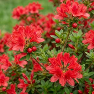 以下が含まれることがあります： 鮮やかな赤色のラッパ状の花が房状に咲くツツジの低木。繊細な雄しべがあり、小さな光沢のある緑の葉と、密集した花々の間に丸く滑らかな赤い実がいくつか混ざり合っている様子が特徴的である。
