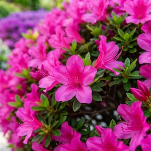 Può includere: Un denso grappolo di fiori di azalea rosa acceso in piena fioritura, caratterizzato da boccioli a cinque petali con stami delicati e foglie appuntite verde scuro. I petali magenta brillanti sono morbidi e arrotondati, creando un rigoglioso effetto floreale.