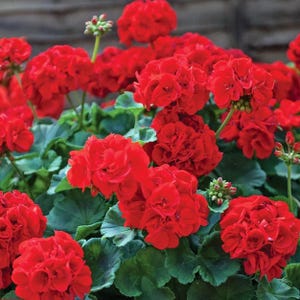 Puede incluir: Un grupo de flores de geranio de color rojo vibrante en plena floración, con cabezas densas y redondeadas de pétalos. Las flores están sostenidas por tallos verdes delgados y rodeadas de exuberantes hojas verdes festoneadas, creando un denso conjunto.