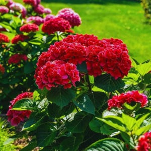 May include: A cluster of vibrant red hydrangea flowers with rounded petals and large, serrated green leaves. The plant features multiple dense, spherical blooms in varying shades of deep red, growing on sturdy stems in a garden setting.