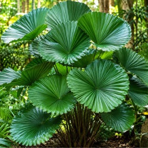 Peut inclure: Un plant de Licuala grandis, communément appelé palmier éventail, présentant de grandes feuilles circulaires vert foncé, brillantes, avec des textures plissées en forme d'éventail et des bords dentelés, poussant depuis des tiges fines et sombres.