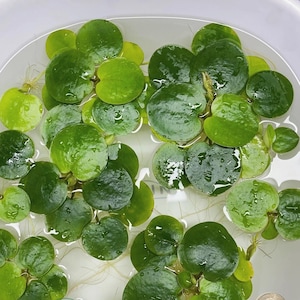Plantas de Limnobium laevigatum (6 unidades) | Planta aquática flutuante para aquário | Planta aquática para lago e jardim aquático