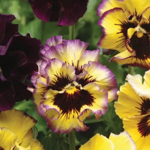May include: A cluster of pansy flowers featuring ruffled petals in shades of bright yellow and deep purple. The centres of the blooms display dark maroon markings that radiate outward, contrasting with the lighter yellow and purple petal edges.