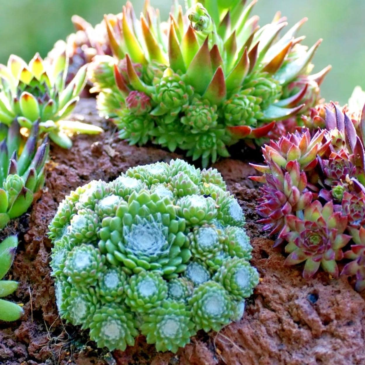 Hen and chicks succulent seeds - Etsy 日本