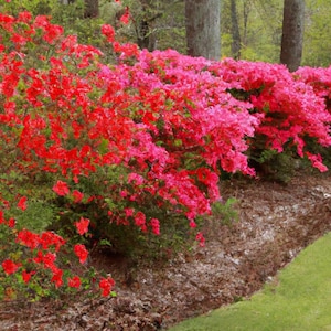 50+ Cumberland Azalea Frön för plantering, Rhododendron bakeri, Rödblommande Azalea Buske, Heirloom Garden Frön