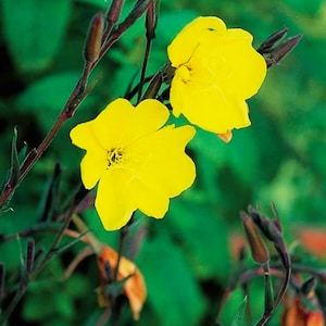 Graines d'onagre communes : fleurs sauvages parfumées Yellow Moon Garden (numéro de 2 000)