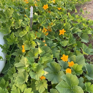 May include: A sprawling pumpkin patch featuring vibrant green, broad, lobed leaves and numerous bright yellow, star-shaped blossoms. The dense foliage covers the ground, with a single vertical metal stake visible among the growing vines.