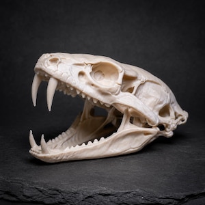 May include: A cream-coloured snake skull featuring an open jaw with prominent, sharp fangs visible in the upper and lower sections. The bone structure displays detailed eye sockets, nasal cavities, and a row of small, pointed teeth along the jawline.